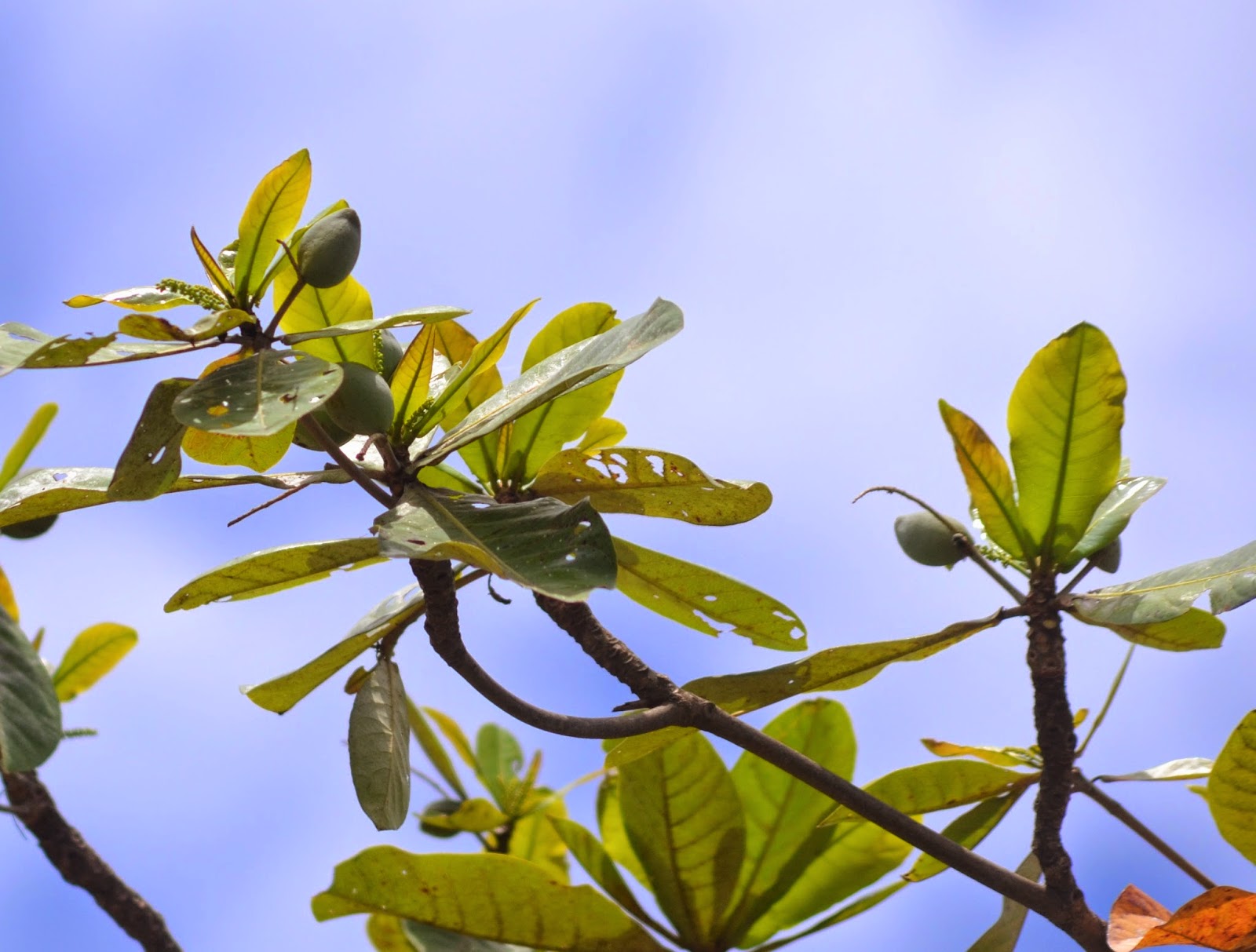 Plantas Beleza e Diversidade Amendoeiradapraia