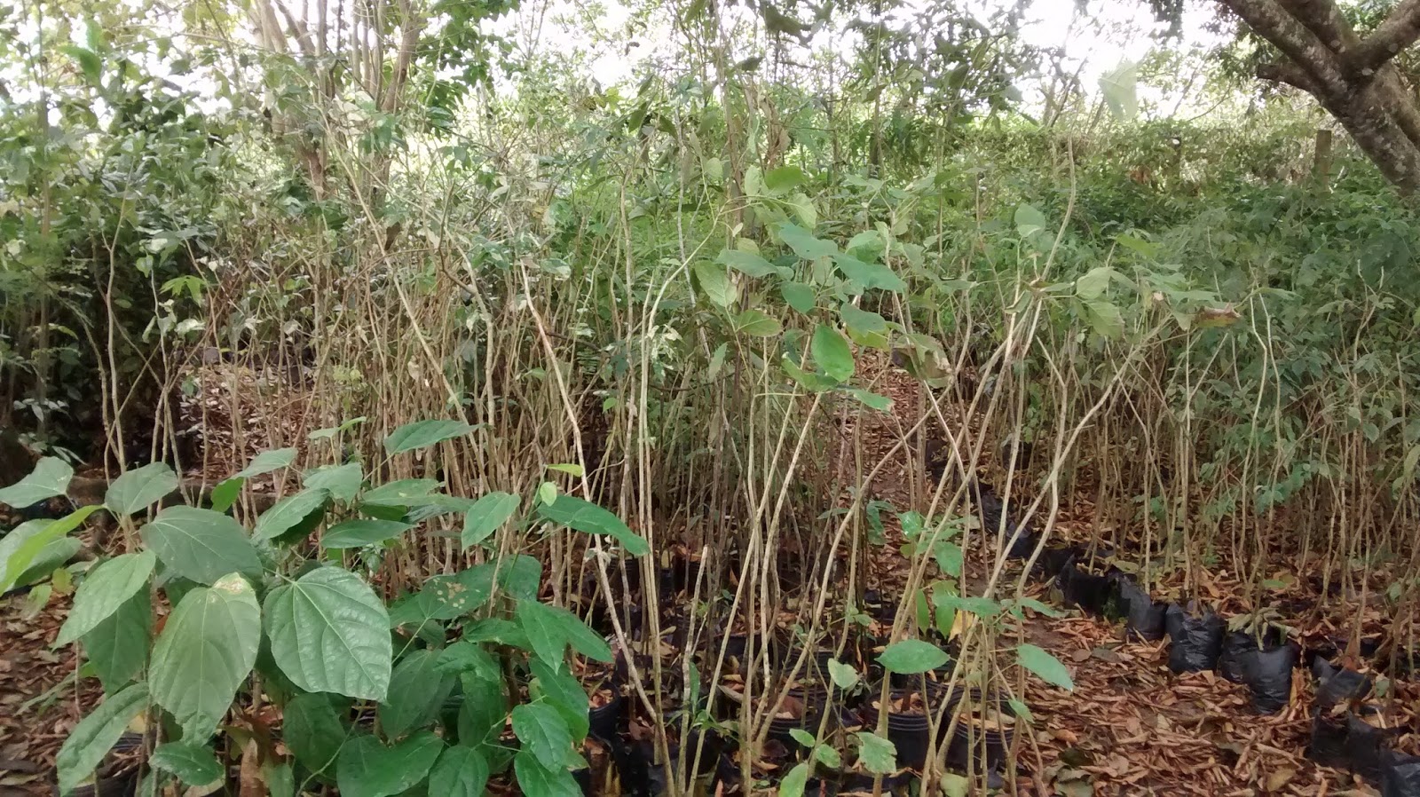 CHAPÉU DE PRAIA VOCÊ QUER PLANTAR UMA ÁRVORE? ITANHAÉM