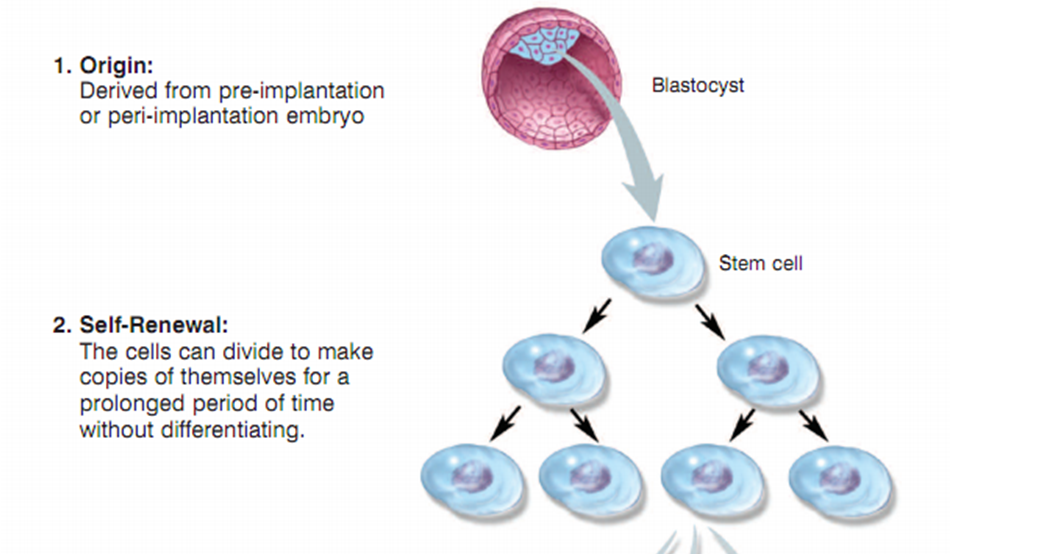 La ciencia de andar por casa La extraña magia de las