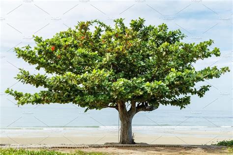 Comprar Como Plantar Arvore Chapeu De Praia Barato&nbsp;Preço