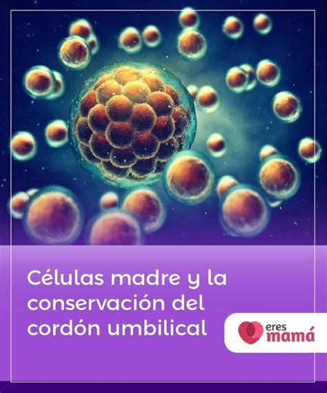 Comprar Como Se Ponen Las Celulas Madres Barato Preço